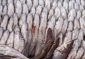 packed like sardines